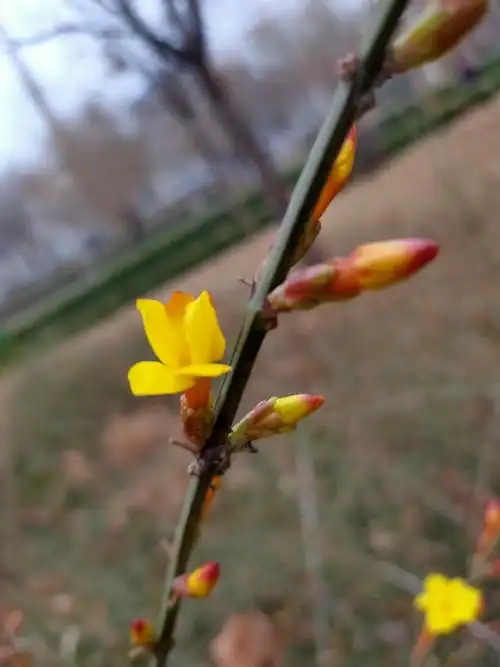 迎春花开,否极泰来 写美篇  已是农历二月天,虽有料峭春寒,鼓鼓的花苞