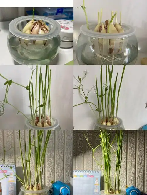 一年级的科学作业水培大蒜