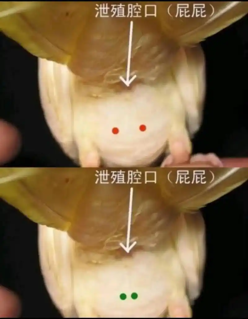 上面三图是分玄凤的公母的,珍珠公成年会变成原始灰,母鸟不变  - 抖音