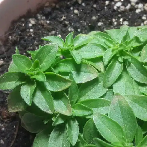 矮牵牛 叶子这样是晒伤了吗