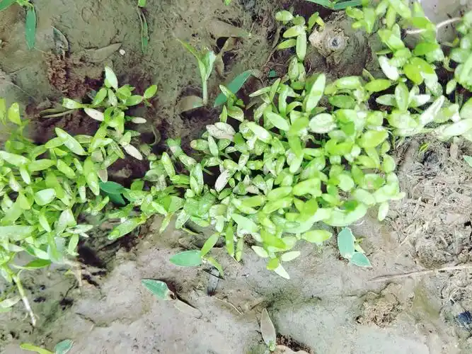 这是我们第三周观察了,这一片是出来的芹菜苗,孩子们说:"之前还是小小