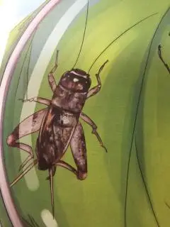 昆虫记(意大利蟋蟀 选段)