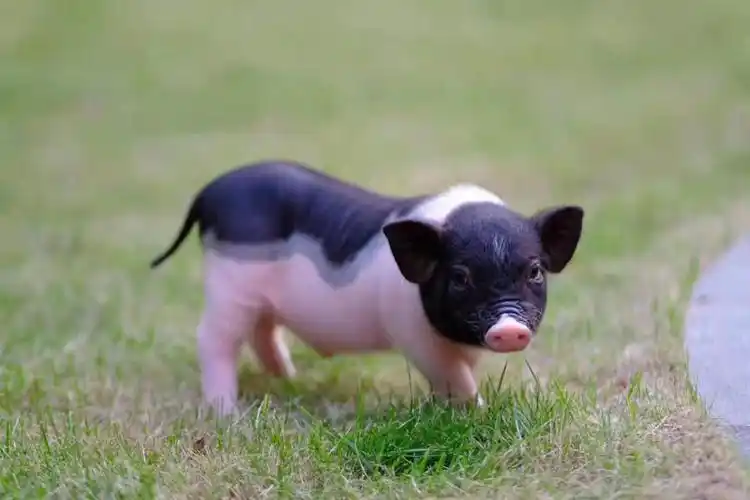 迷你黑背小香猪纯种迷你猪宠物猪活体东北地区一对