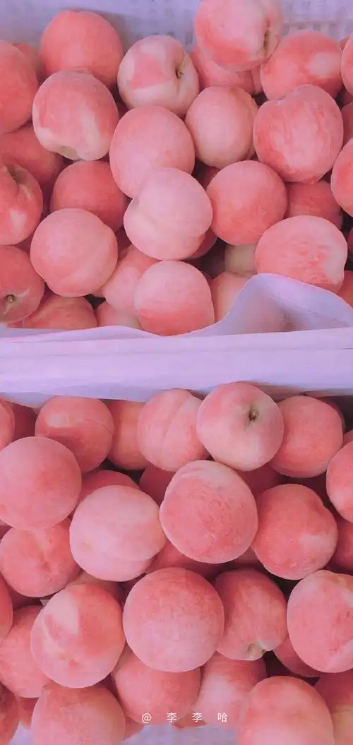 桃子壁纸.
