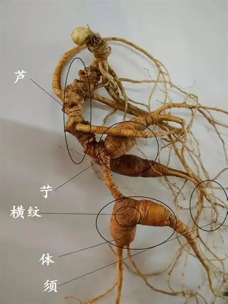 2,请教如何鉴别人参的质量和真假