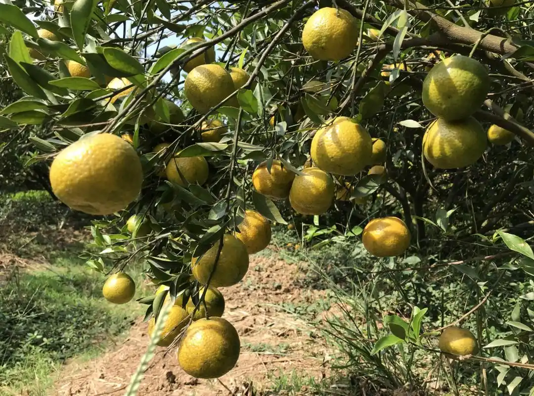 新会陈皮# #新会柑# #陈皮#  新会柑树,又称新会大红柑,学名茶枝柑