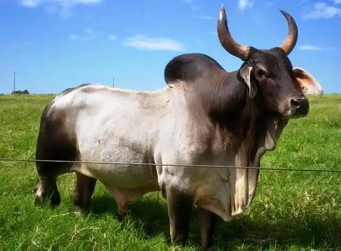 生物科普牛的背上居然有驼峰小型泽布牛是世界上最小的宠物牛