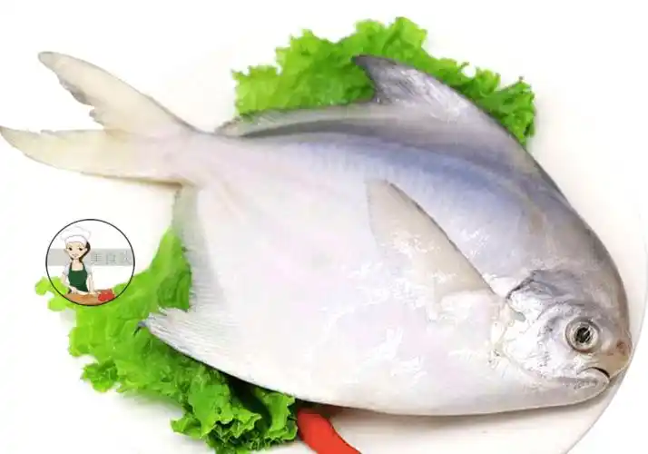 4,白鲳鱼