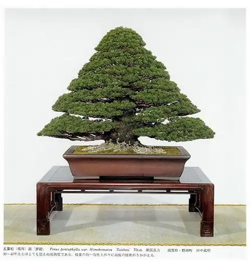 日本盆景图片欣赏[138图]