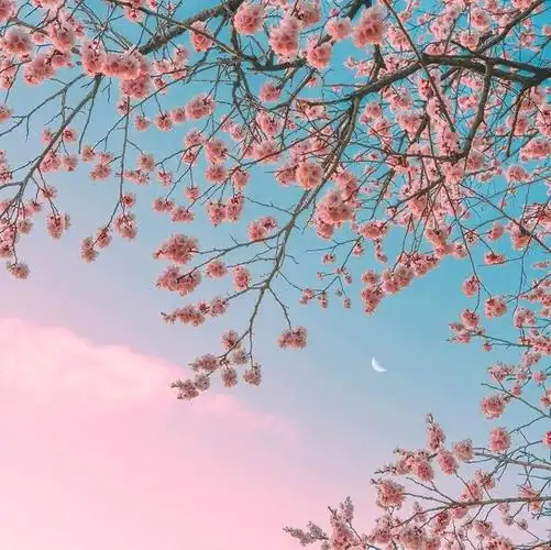 粉粉的樱花头像你喜欢吗?