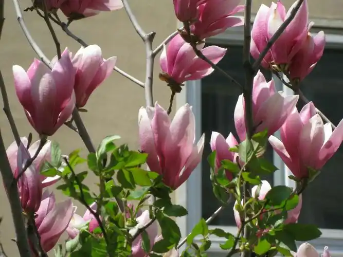 我所知道的木兰属植物