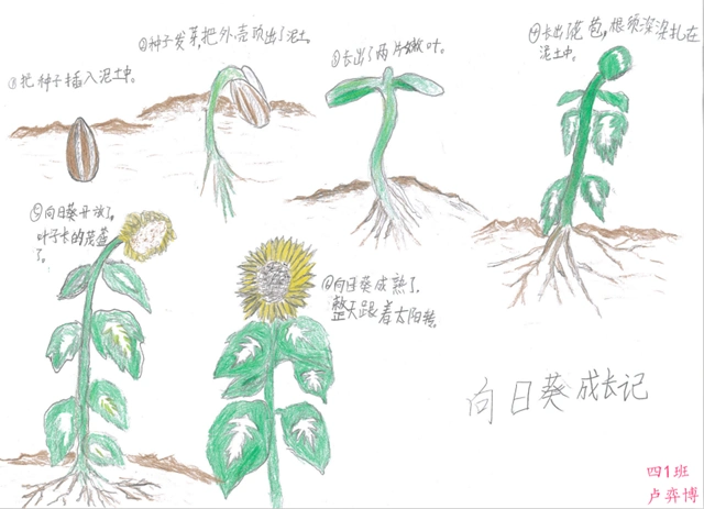 向日葵生长过程