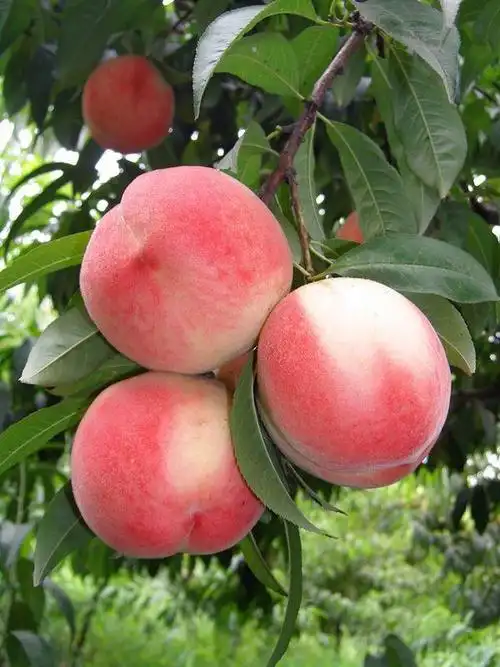 桃:中桃4 号_郑州果树研究所