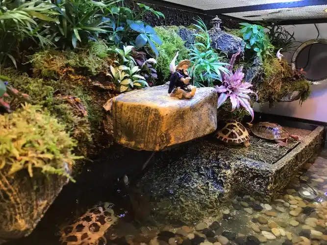 龟友缘生态龟缸