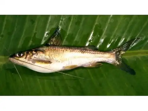 大眼鳠动物辐鳍鱼类