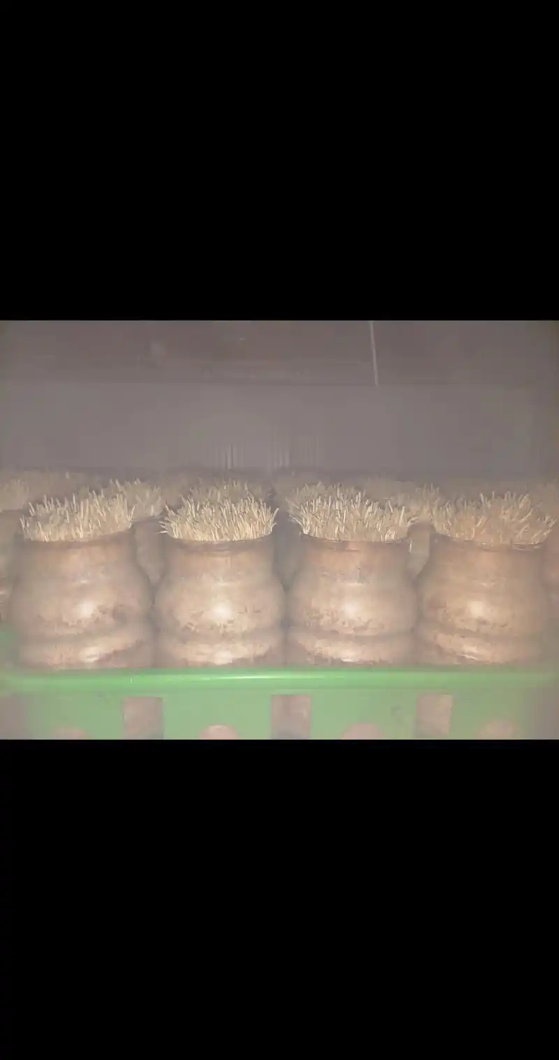 野蛮生长的金针菇😂#食用菌产业 #这种蘑菇你吃过吗 #种蘑