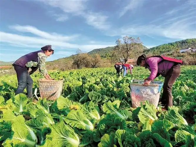 鹤庆县西邑镇发展蔬菜产业蔬通致富路