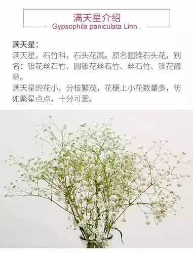 金色满天星的花语和寓意(金色满天星好看还是金银相间好看)