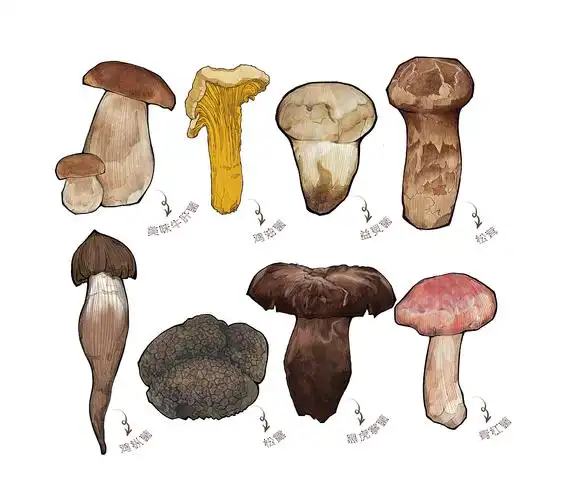 手绘野生菌
