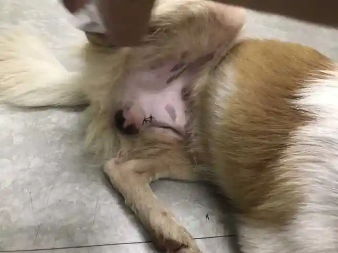 鸡和狗结婚对谁不利鸡和狗可不可意结婚