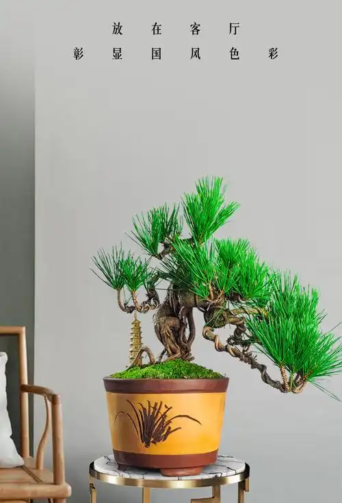 五针松盆景造型老桩迎客松室内四季常青黑松矮霸盆栽送礼办公绿植