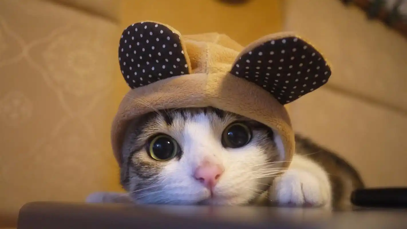 可爱的小猫看着你,帽子,幽默 壁纸 - 1920x1080 全高清