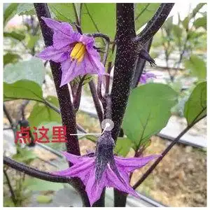 番茄挂果药圣女果茄子辣椒专用授粉药点花药保花保果坐果灵防落素