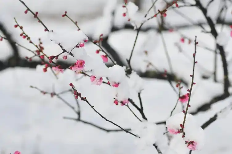白雪红梅