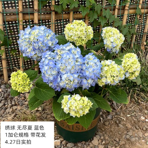 绣球花盆栽无尽夏花园植物阳台庭院木本花卉好养花期很长带花朵发