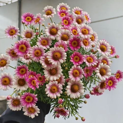 玛格丽特雏菊盆栽鲜花花束花苞四季开花基地花卉直发阳台庭院植物