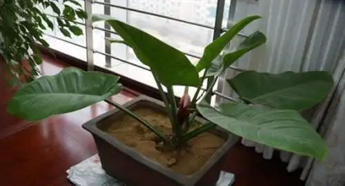 红苞喜林芋怎么分株或移栽选用这种方法可以一盆变多盆