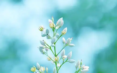 遇见小清新南天竹