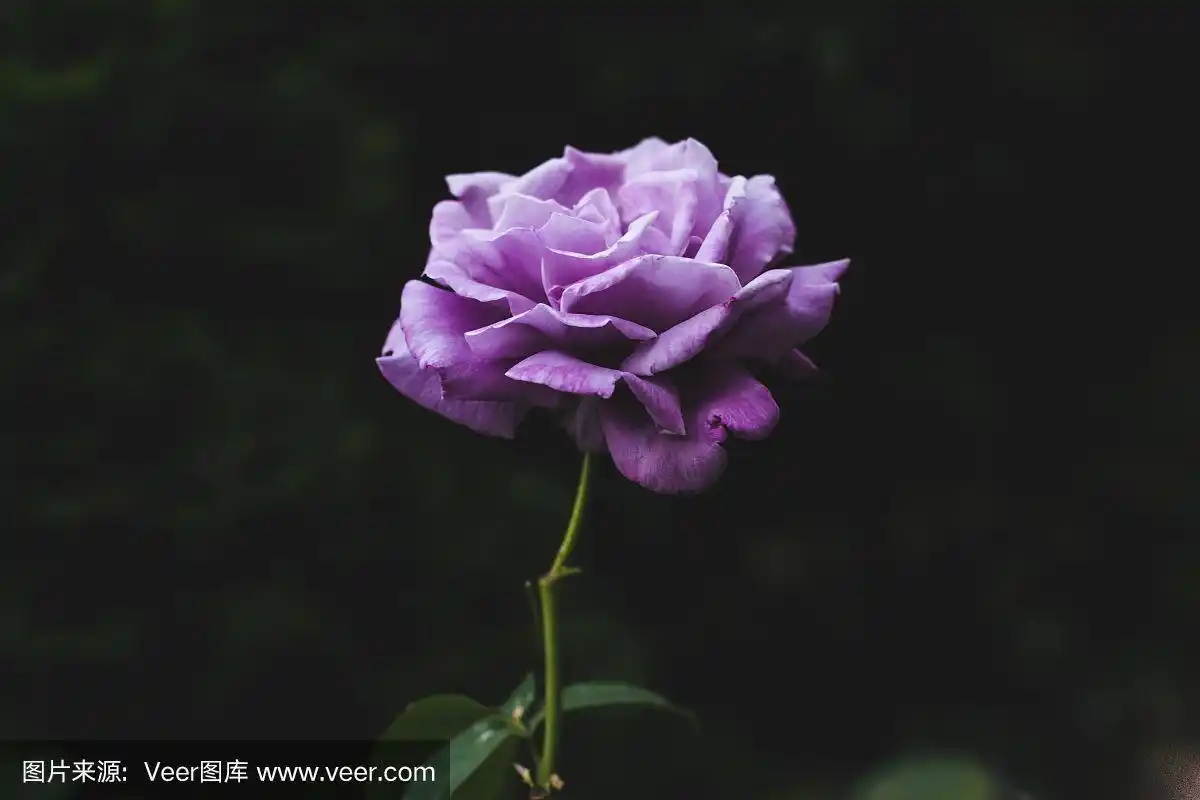 美丽的单瓣紫玫瑰花,在深绿色自然底色上.