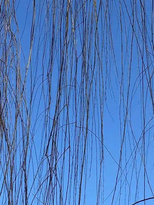 而细细的垂下的柳条在阳光下的显示出一丝柔软,像妩媚的女人,散着直直