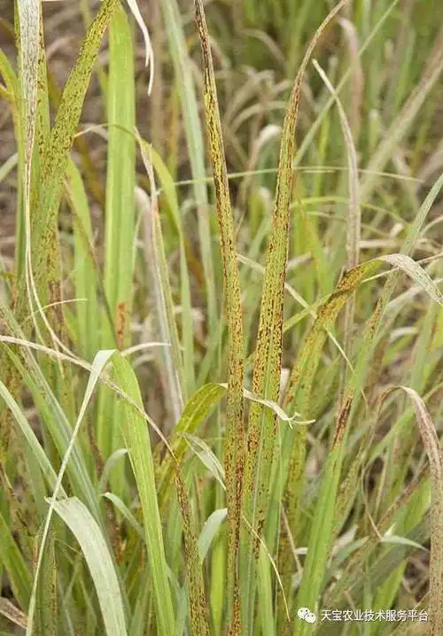 史上最全甘蔗病虫害高清图谱!