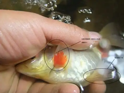 金鱼怎么分公母图