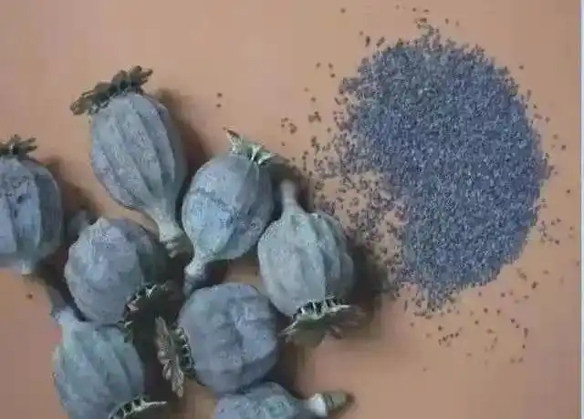 菜市场出售上百株罂粟幼苗被查海阳公安让罪恶之花无处绽放