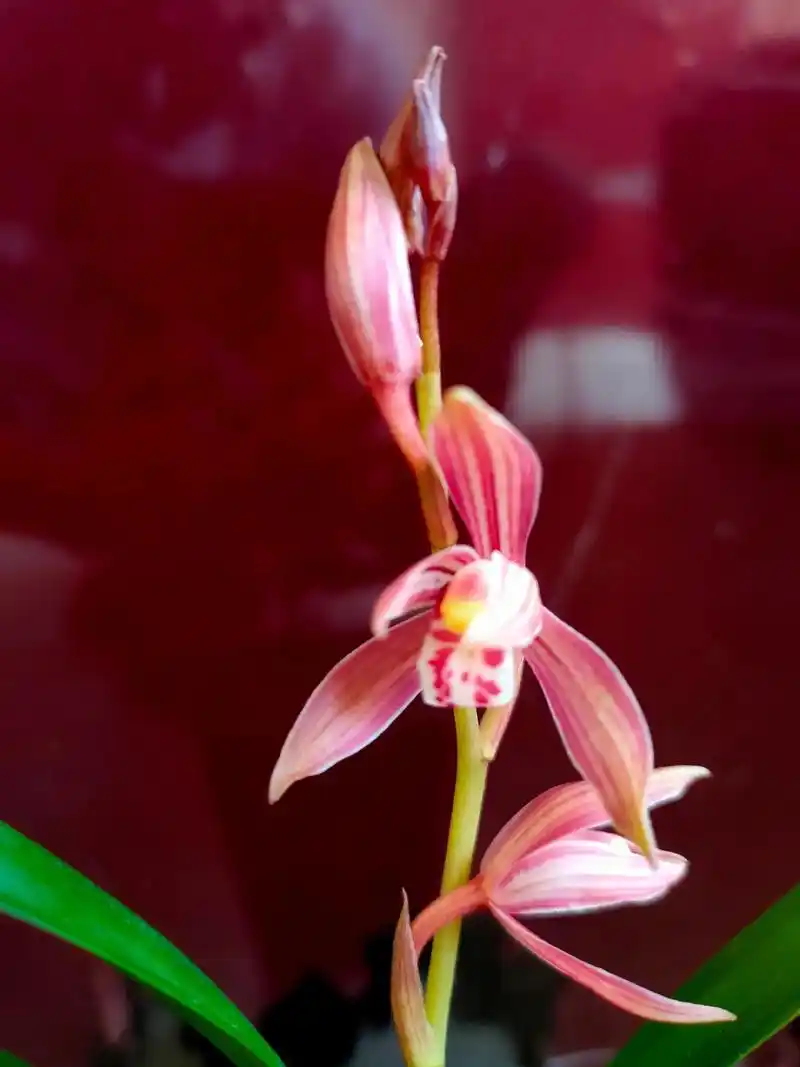 养兰的乐趣         建兰八大红花之一满堂红盛开.  - 抖音