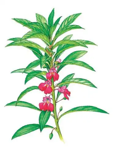 植物特征: 凤仙花 一年生草本,高40-100cm.茎肉质,直立,粗壮.