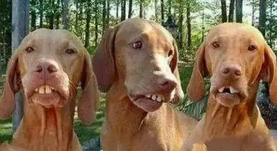 长的整整齐齐的[笑哭]