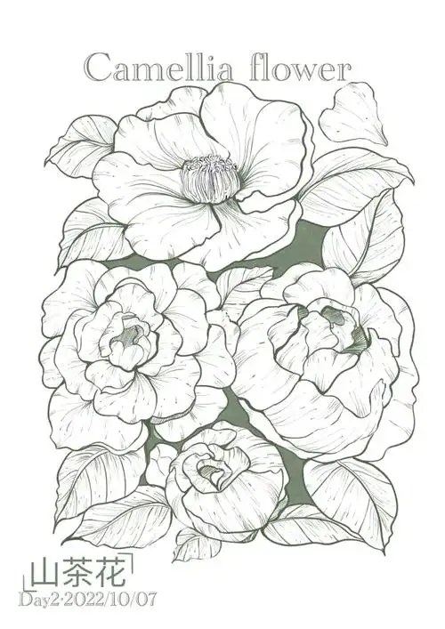 day2|植物手绘|山茶花