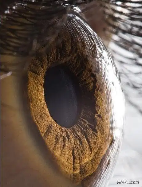 为何有人说满族人眼球都是褐色的,是真的吗?