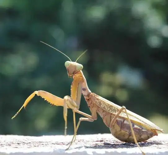 回顾:螳螂交配后,为啥"新娘"要吃掉"新郎官"?新娘是为