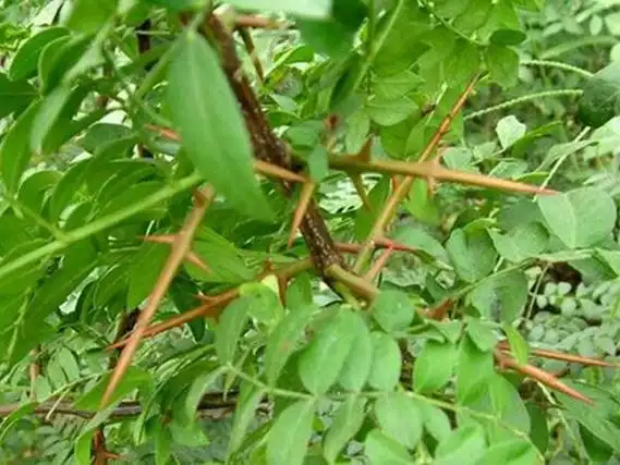 6969根据一些农民的介绍,这造刺树效果非常好,当