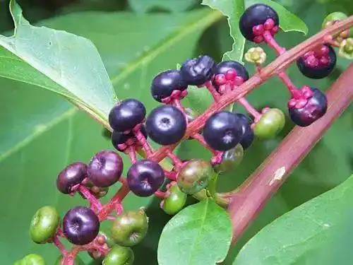 长沙丨六旬老人服用葛根养生,结果被急送医院了!