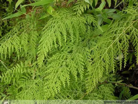 乌韭- 不死草 - 温州本草