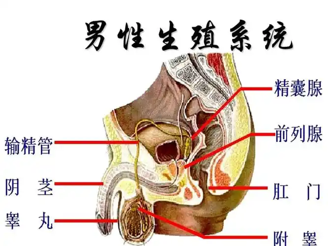 人的繁殖及生殖过程ppt