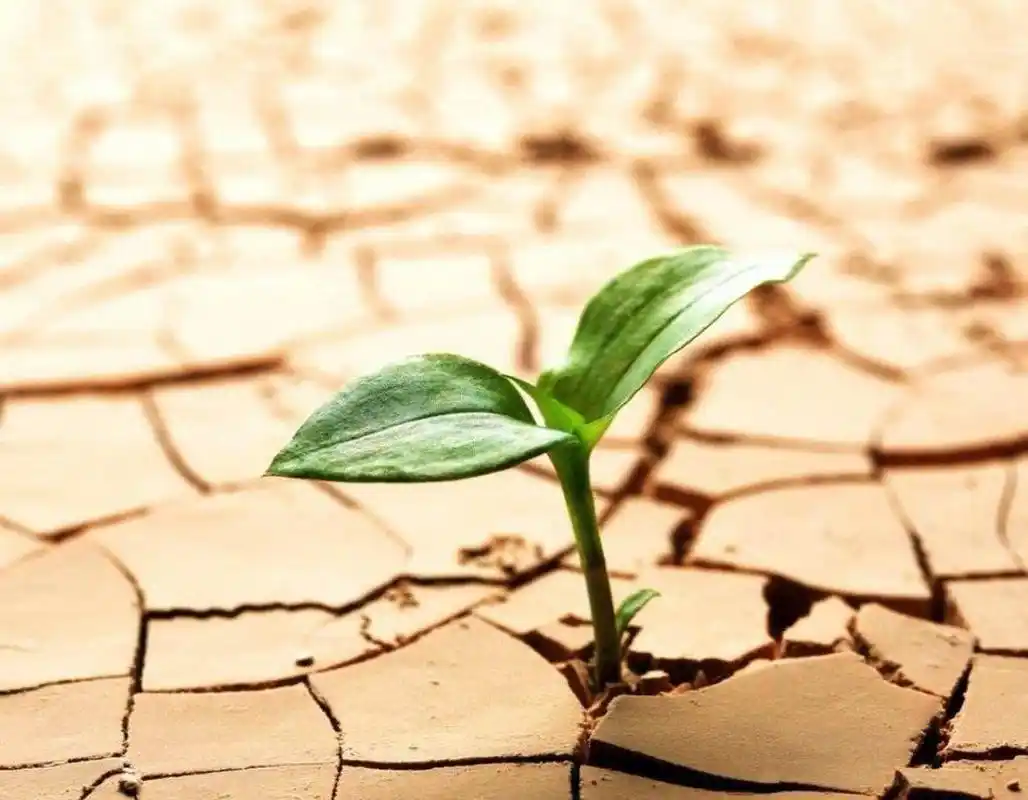 小草都能这样坚强的活着,做人为什么不能努力的活着呢? #趣图搞笑