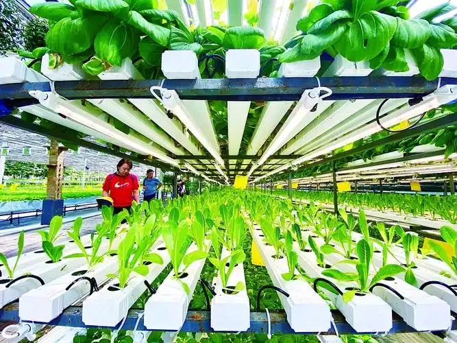 无土栽培新技给居家种菜添保障