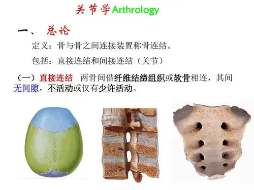 骨连接30ppt